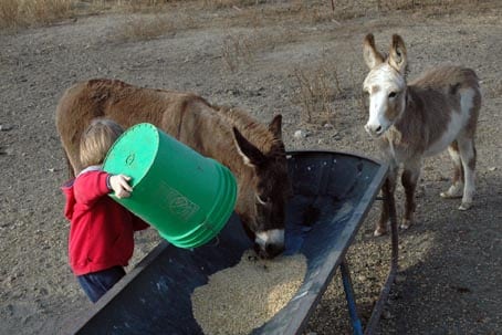 little boy feeding miniature donkeys