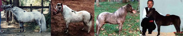 appaloosa miniature horse