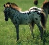 texkickapoo appaloosa miniature horse