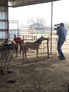 miniature horses in barn