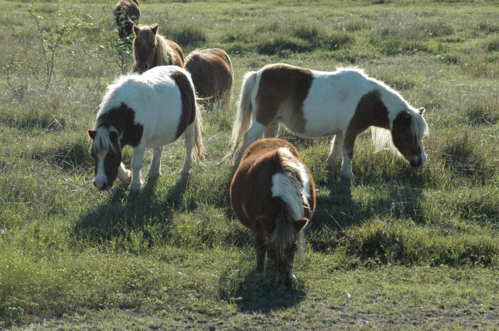 miniature horse mares in pasture
