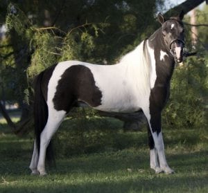 pinto stallion miniature horse