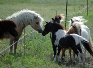 miniature horse stallions
