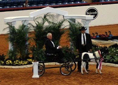 miniature horse world champion