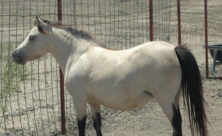 mini miniature horse buckskin mare
