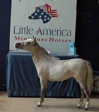 mini miniature horse