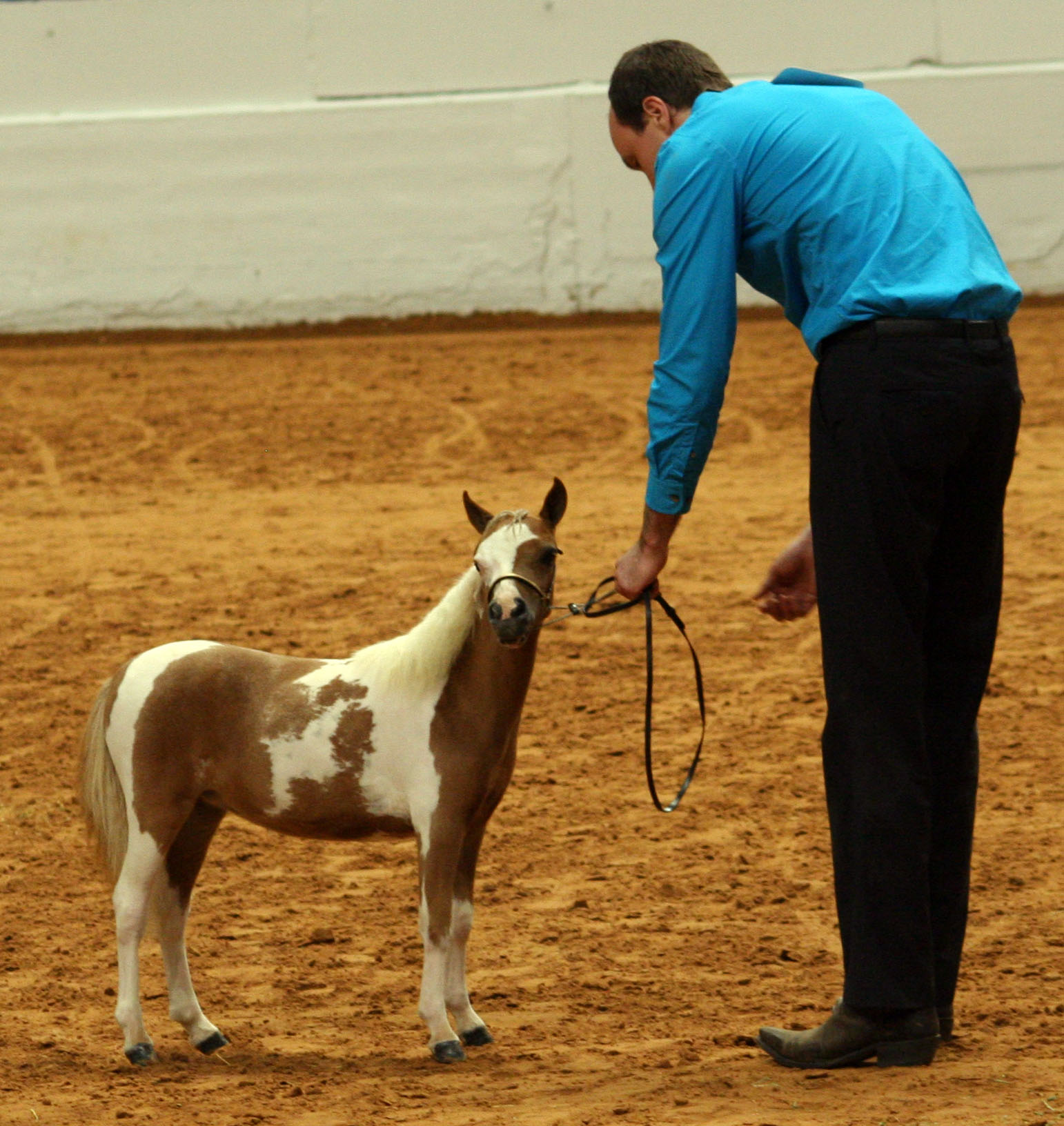 Little America's Overo's Elektra ⋆ Little America Miniature Horses