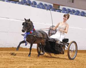 mini horse in driving harness and cart, single pleasure