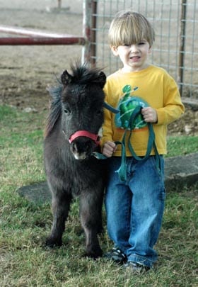 little boy with miniature horse
