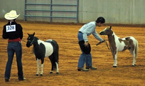 pinto miniature horses in show ring