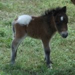 miniature horse appaloosa foal