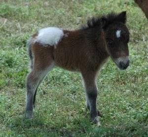 miniature horse appaloosa foal