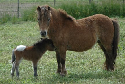miniature horse appaloosa foal and mare