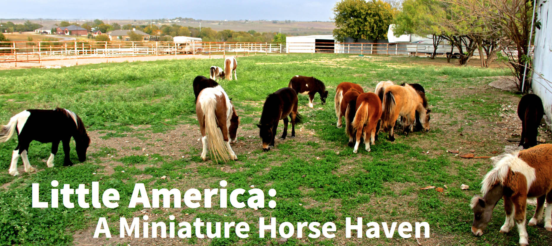 Little America: Miniature Horse Haven