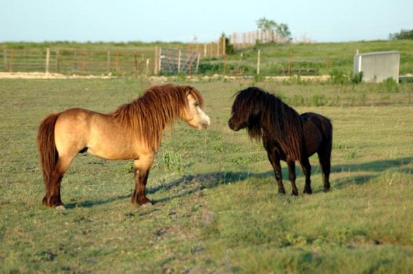 Terrific and Mr. It, miniature horse stallions