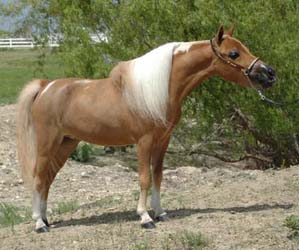 pinto miniature horse mare sorrel arabian Little America's Struttin Baubles