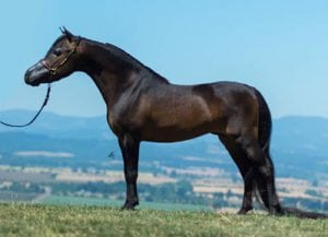 Guinness miniature horse arabian bay stallion field hills sky