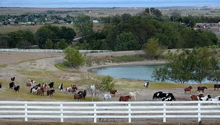 pasture miniature horse herd white fence pasture and pond