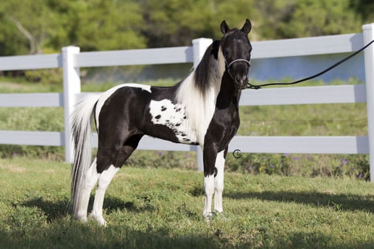 Knightfall, miniature horse stallion