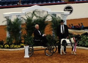 miniature horse world champion pinto driving stallion