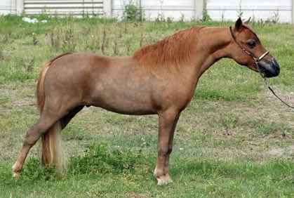 mini horse trotting sorrel miniature