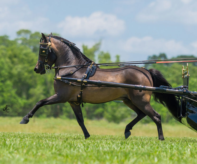 mini single pleasure driving horse