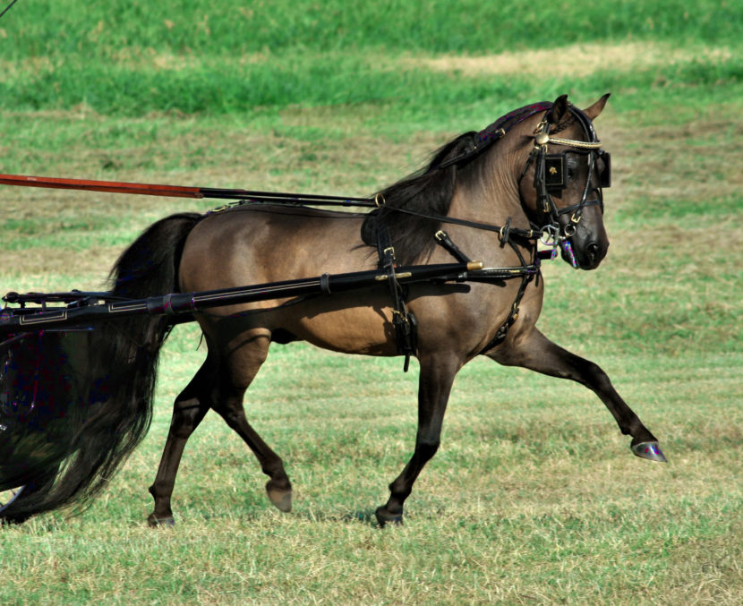 Guinness Single Pleasure Driving world champion miniature horse