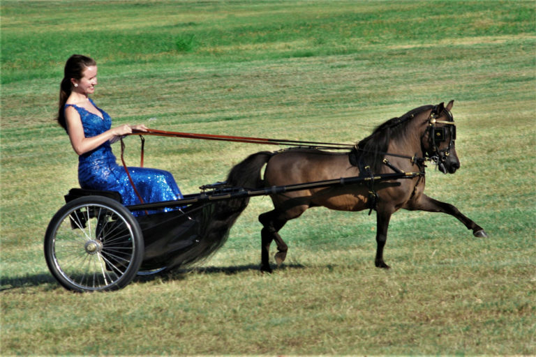 Guinness Single Pleasure Driving world champion miniature horse