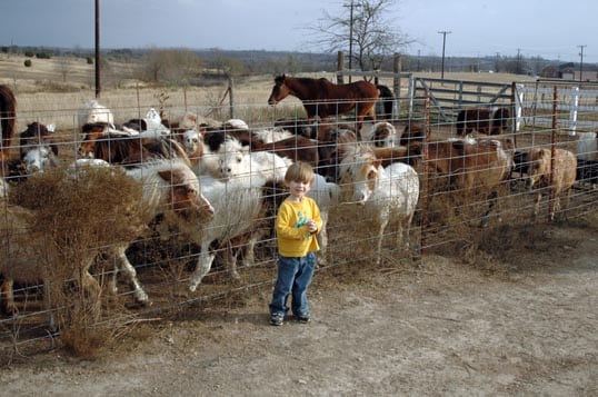 Grayson with horses miniature mini herd pasture