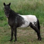 appaloosa mini miniature horse