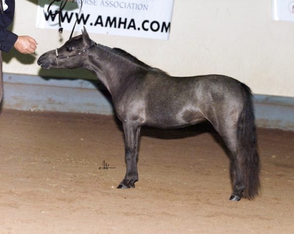 mini miniature horse arabian beautiful mare