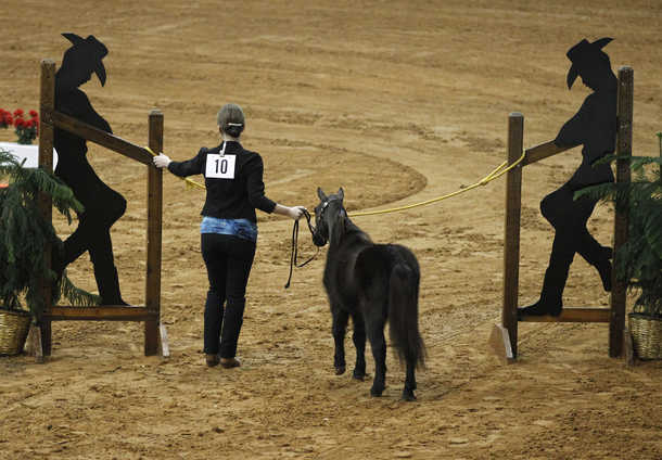 miniature horse gelding Sheeton arena mini show