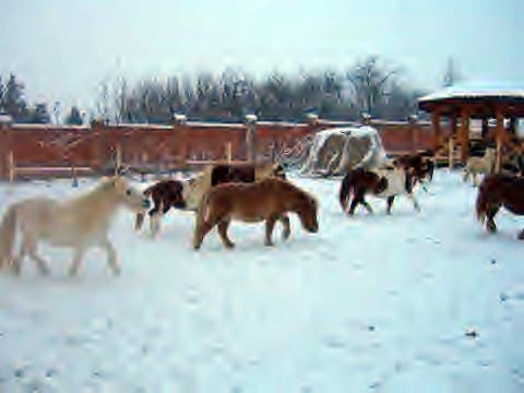 mini horses miniature snow russia