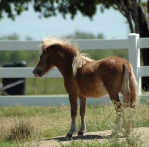 sorrel mini miniature horse