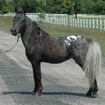 appaloosa stallion mini miniature horse