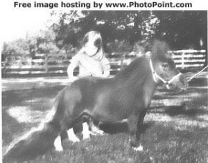 Minnie to the Max! CVM's Beloved Mini Horse Is a Big Red Star - Cornellians