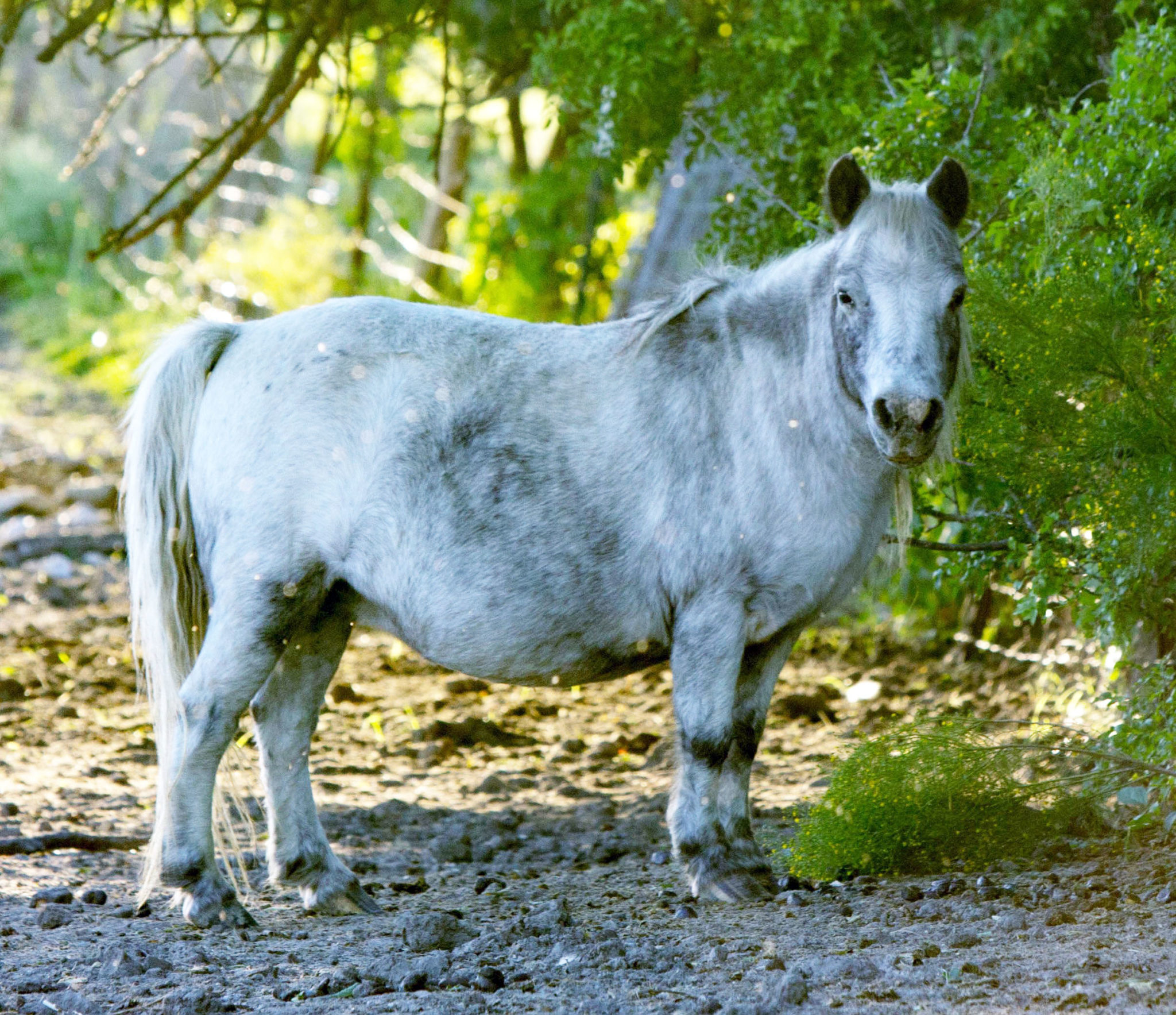 Mini horse for sale near me