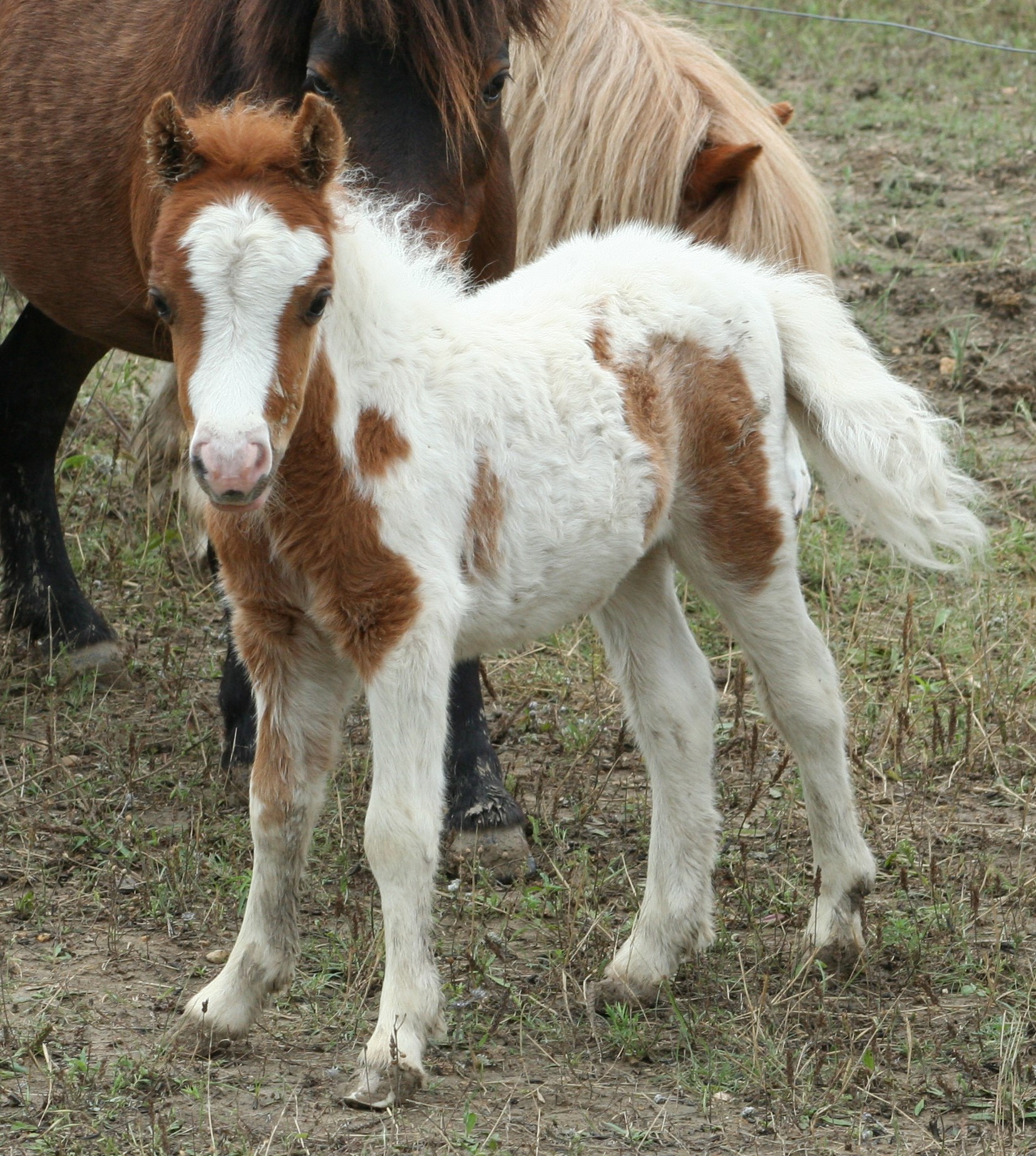 Little America’s Overo’s Elektra ⋆ Little America Miniature Horses