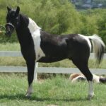Renegade Renowned