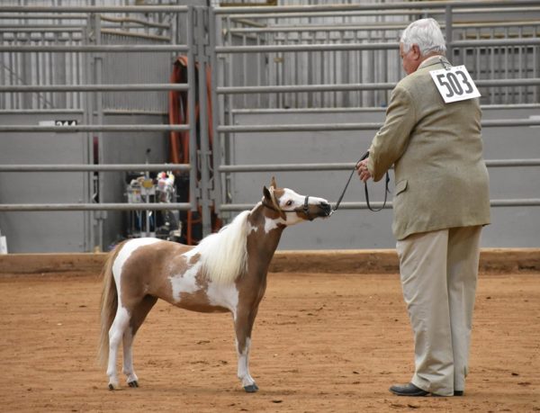 sorrel pinto mini horse in show ring