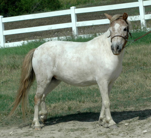 miniature mini horse pintaloosa sorrel