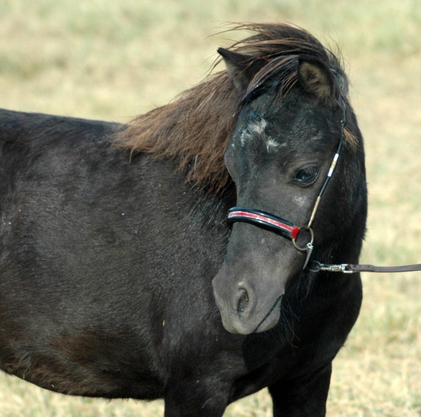 mini horse