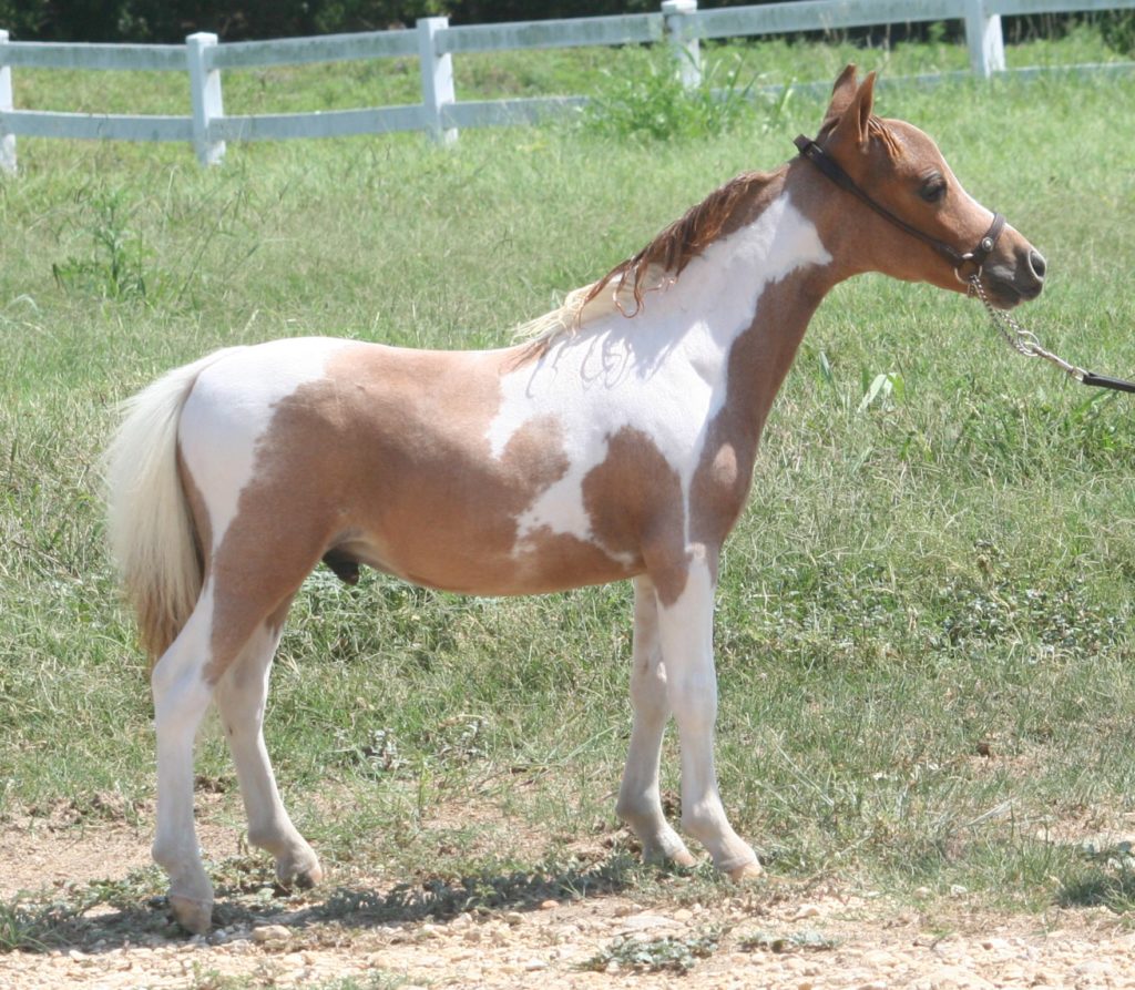 Little America’s Overo’s Elektra ⋆ Little America Miniature Horses