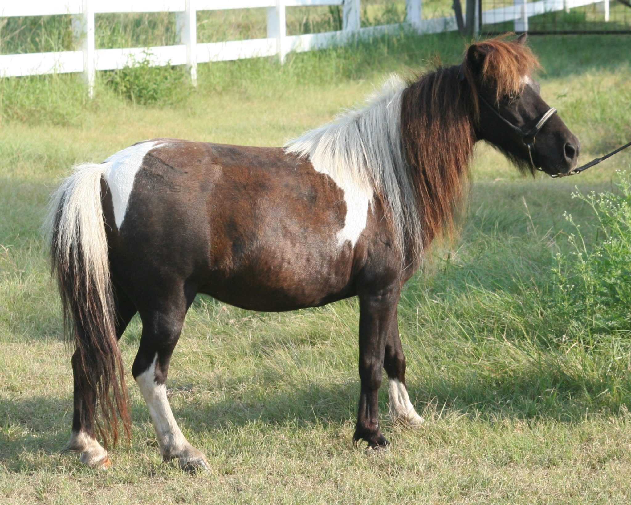 Horses – Little America Miniature Horses