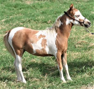 sorrel overo pinto miniature horse filly on grass