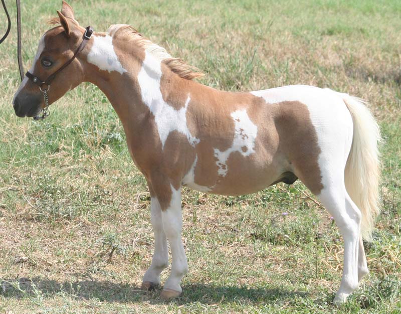 Little America’s Overo’s Elektra ⋆ Little America Miniature Horses