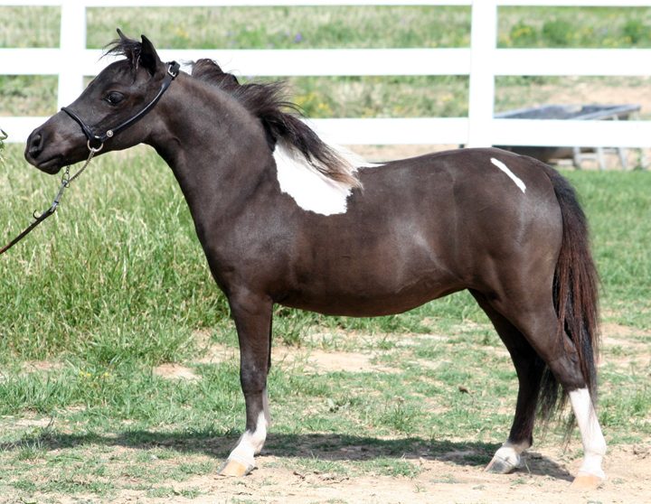 Little America’s Overo’s Reynosa ⋆ Little America Miniature Horses