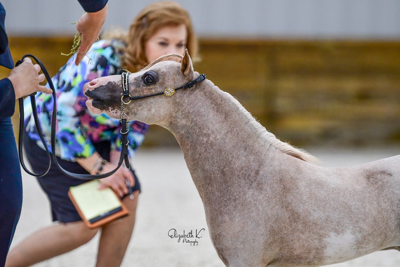 Little America’s Overo’s Star Rey ⋆ Little America Miniature Horses