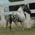 pintaloosa miniature horse stallion white fence grass