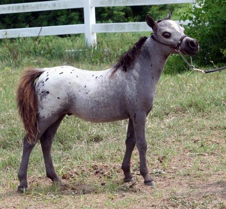 Little America’s Joyful Juliet ⋆ Little America Miniature Horses